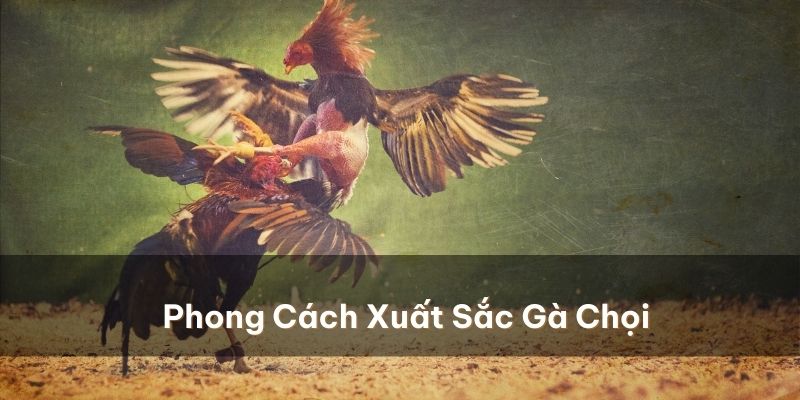 Một số phong cách xuất sắc trong các lối đá của gà chọi