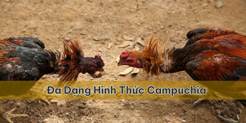 Đa dạng các loại hình tại đấu trường gà Campuchia