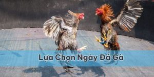 Lựa chọn ngày đá gà